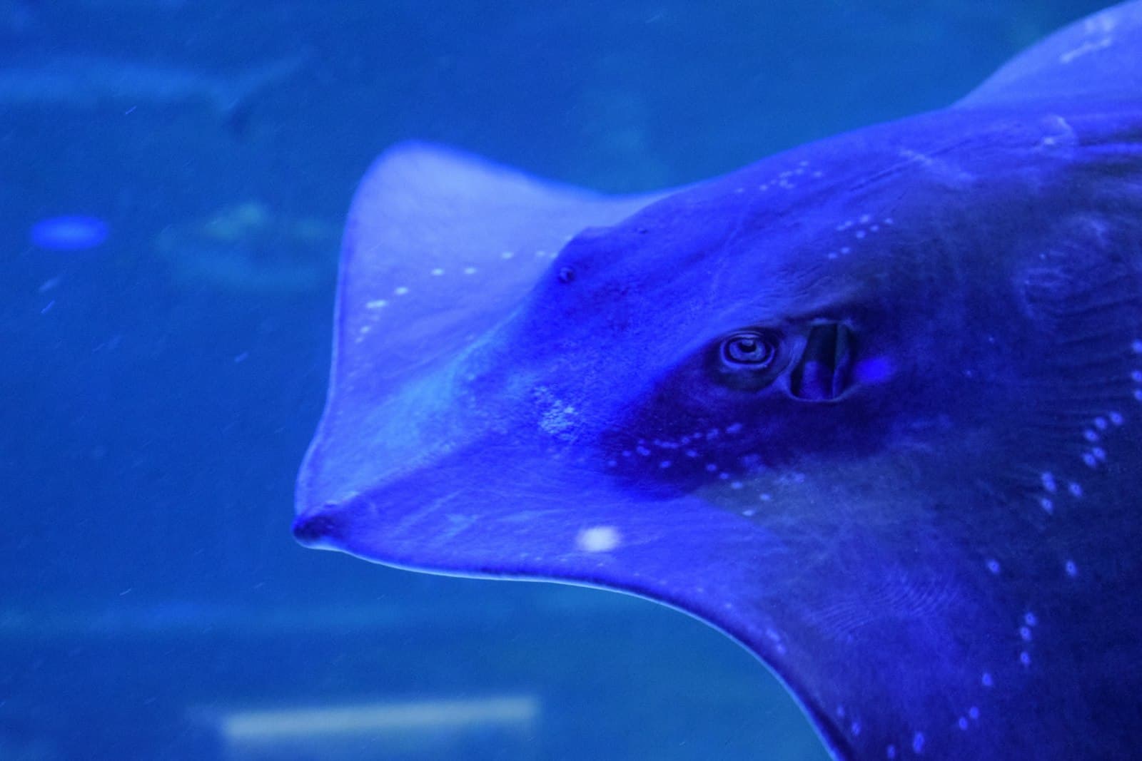 COEX Aquarium